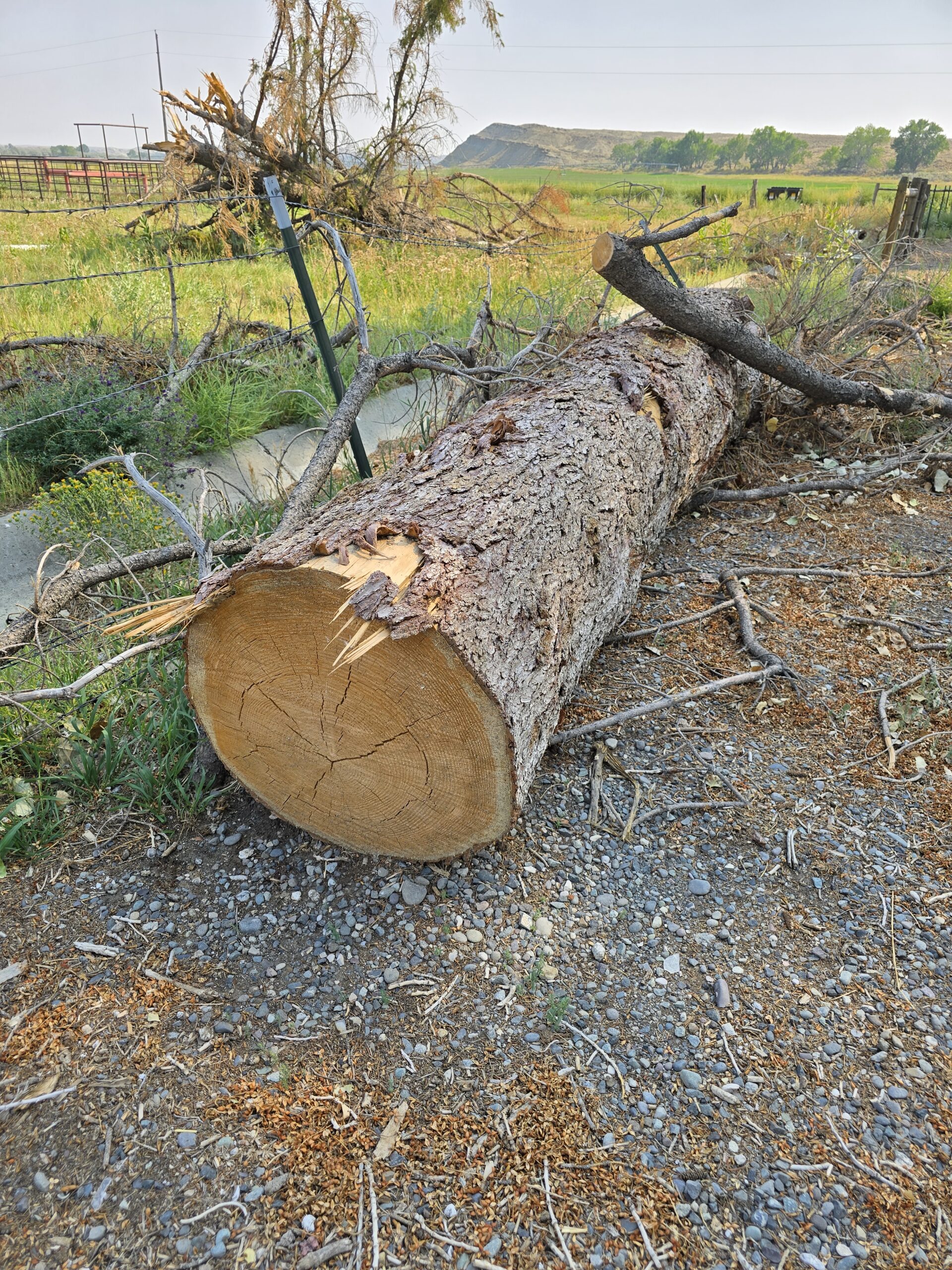 Chopped tree trunk from light demolition in Park County, WY—safe tree removal and hauling by Good Junk Removal.
