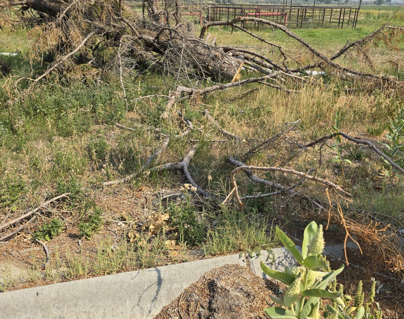Huge fallen tree before light demolition and cleanup in Park County, WY—Good Junk Removal tree removal services.